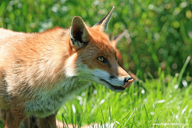 Fox dangers